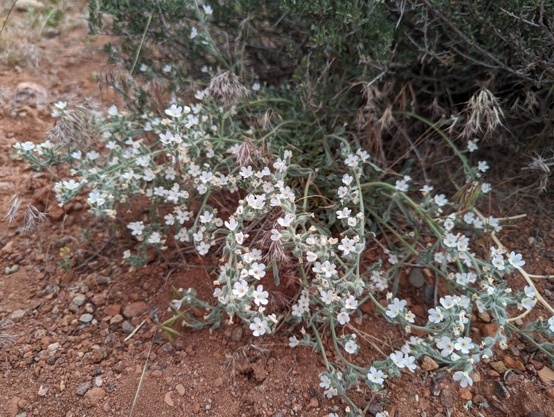 Canyon Cryptantha photo 7