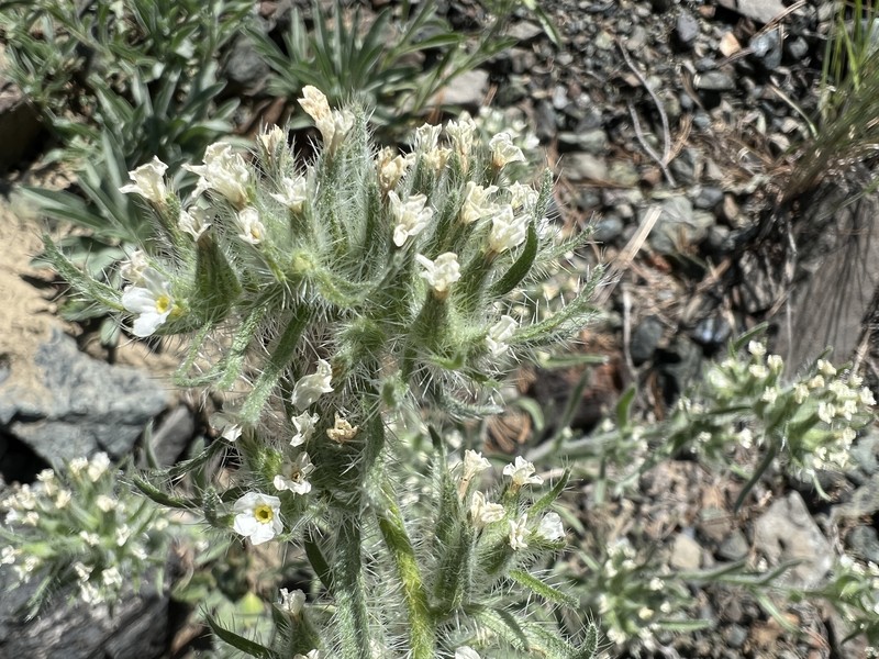 Thompson's Cryptantha
