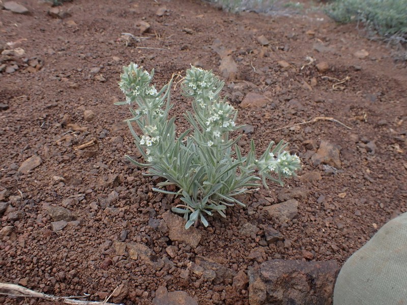 Thompson's Cryptantha photo 5
