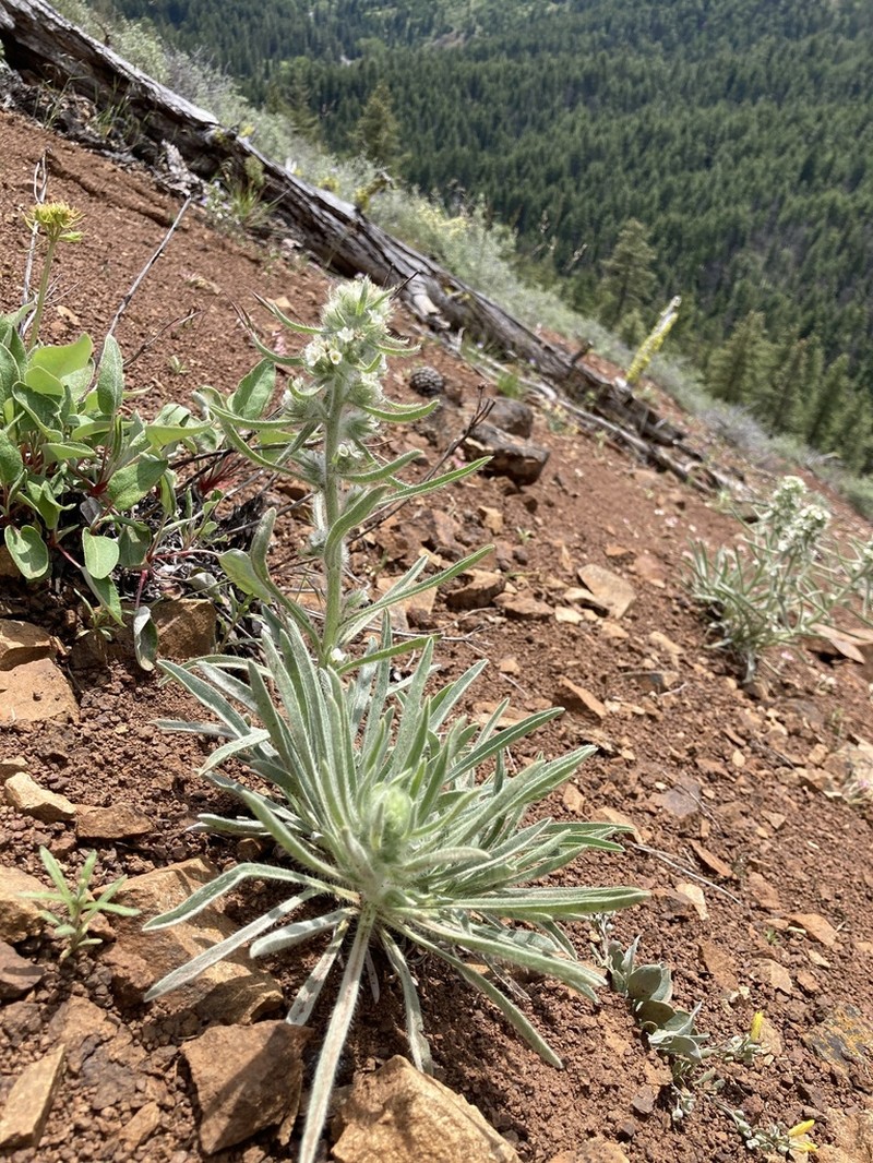 Thompson's Cryptantha photo 6