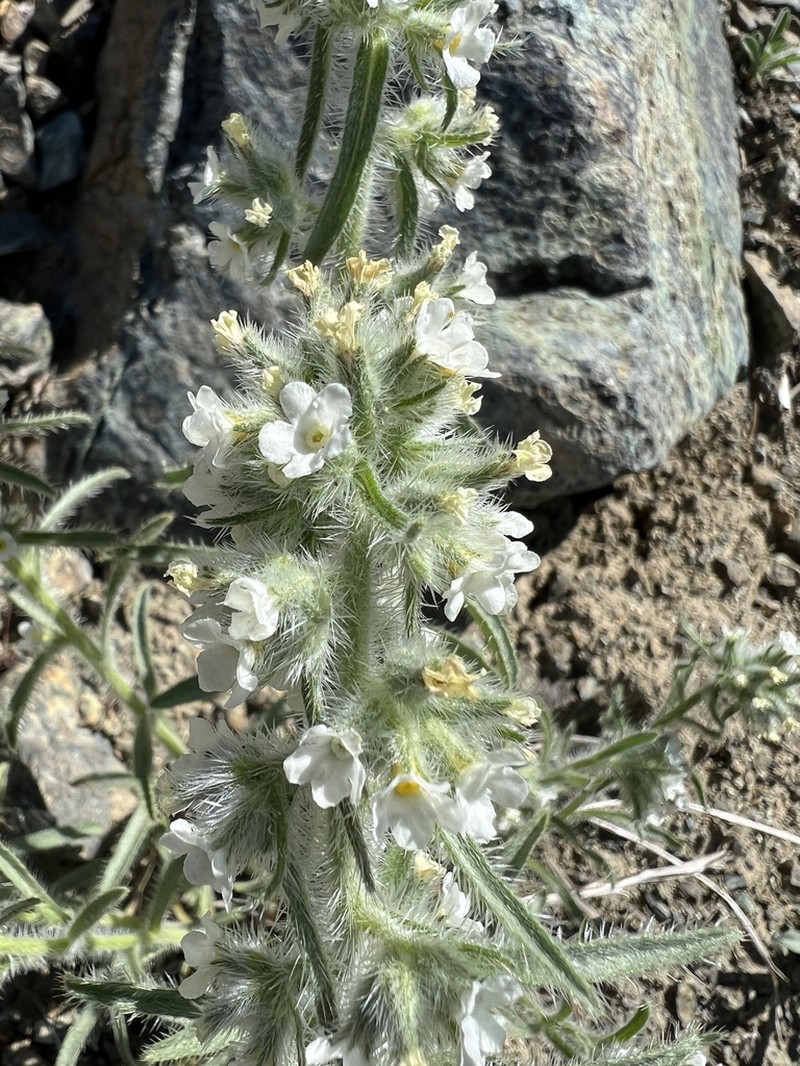 Thompson's Cryptantha photo 7