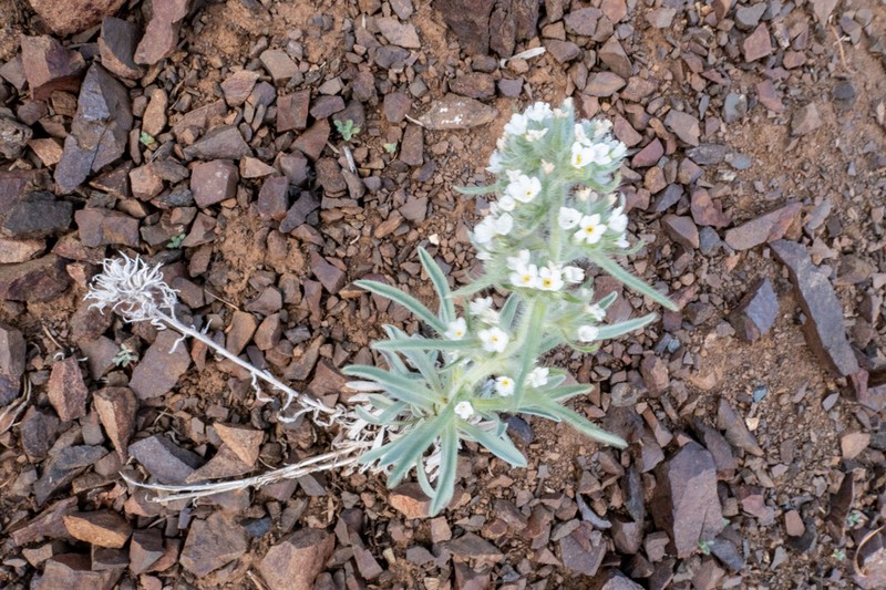 Thompson's Cryptantha photo 8