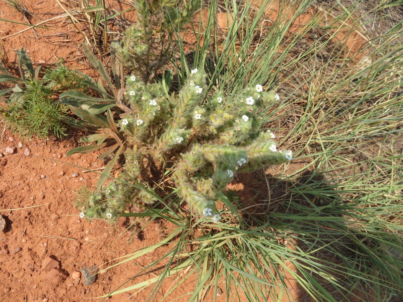 Calcareous Cryptantha