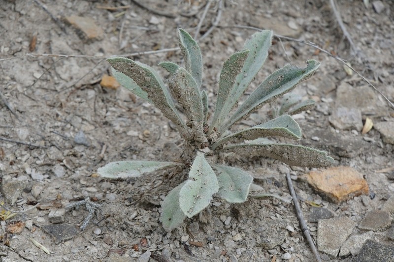 Calcareous Cryptantha photo 2