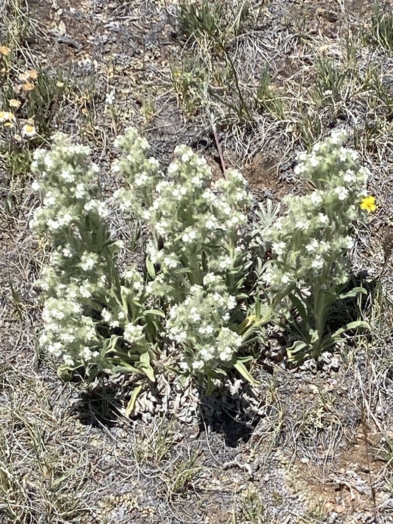 Calcareous Cryptantha photo 3