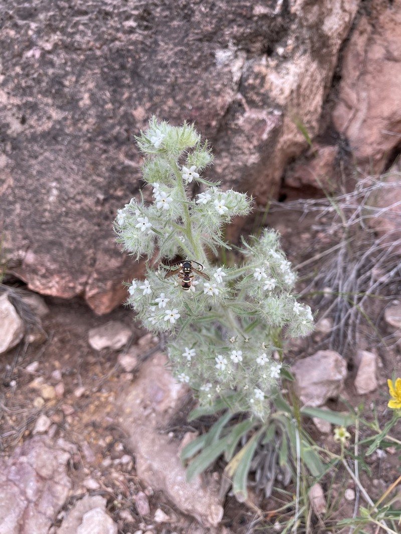 Calcareous Cryptantha photo 4