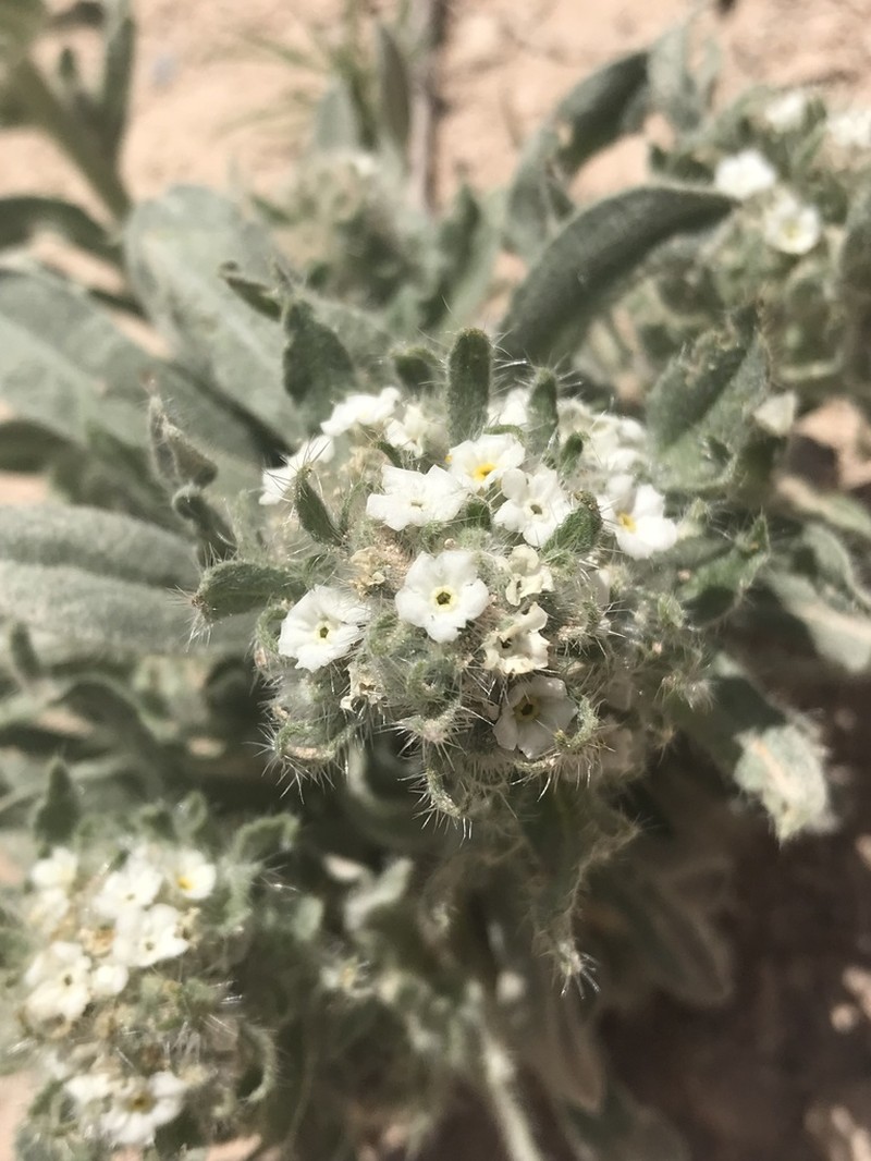 Calcareous Cryptantha photo 5