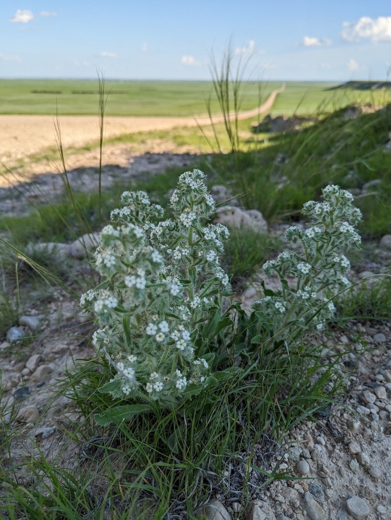 Calcareous Cryptantha photo 6