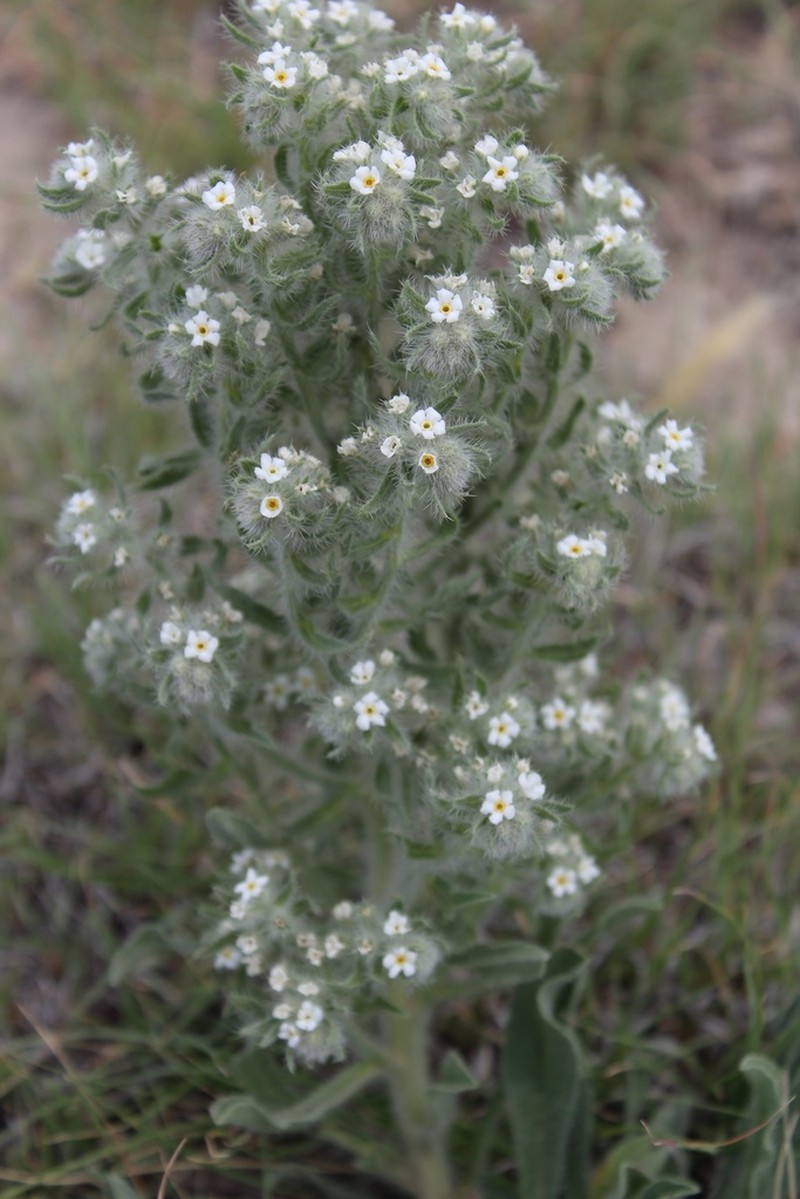 Calcareous Cryptantha photo 7