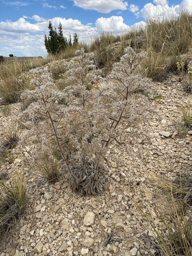 Calcareous Cryptantha photo 8