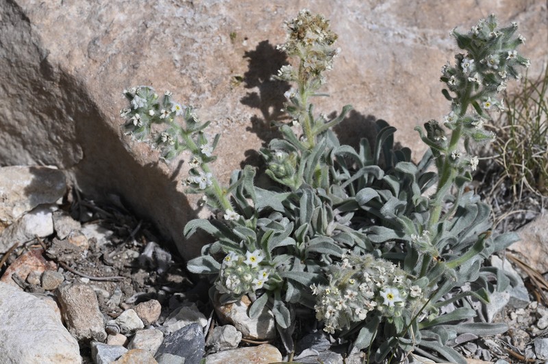 New York Mountain Cryptantha