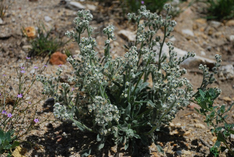 New York Mountain Cryptantha photo 2