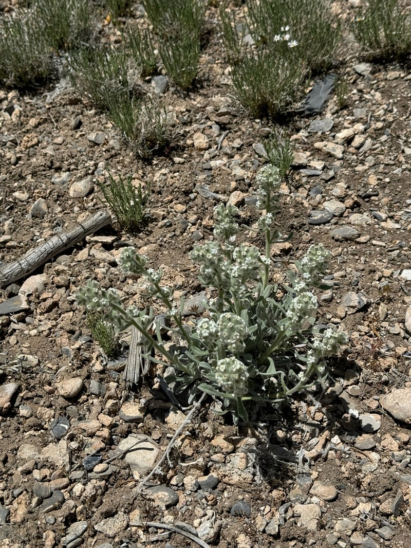 New York Mountain Cryptantha photo 3