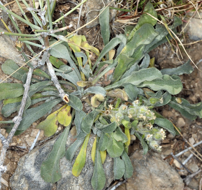 New York Mountain Cryptantha photo 5