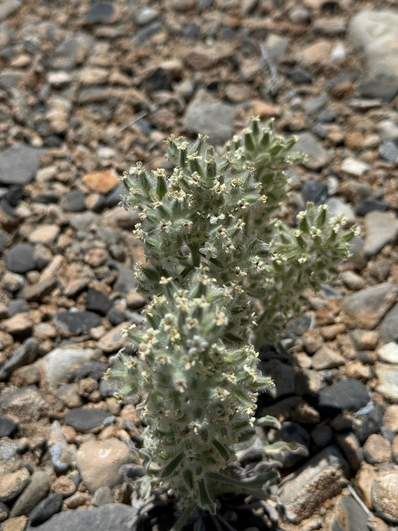 New York Mountain Cryptantha photo 6