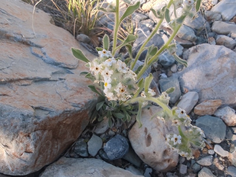 New York Mountain Cryptantha photo 7