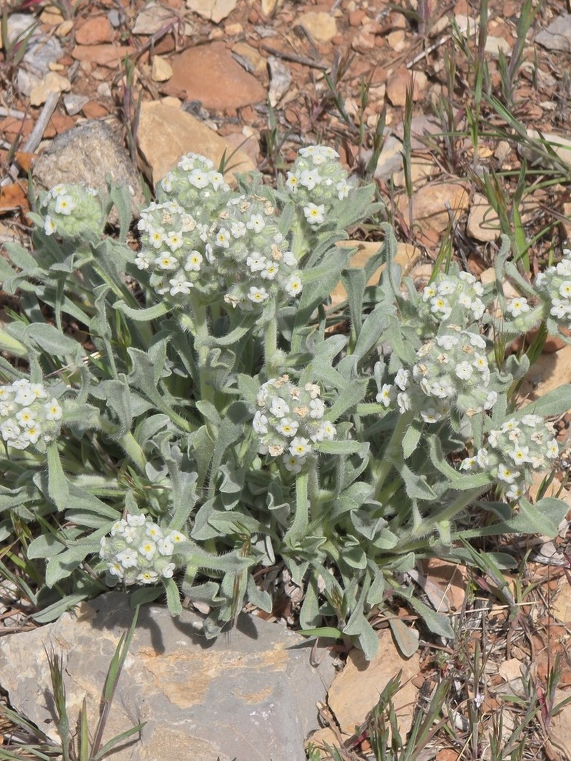 New York Mountain Cryptantha photo 8