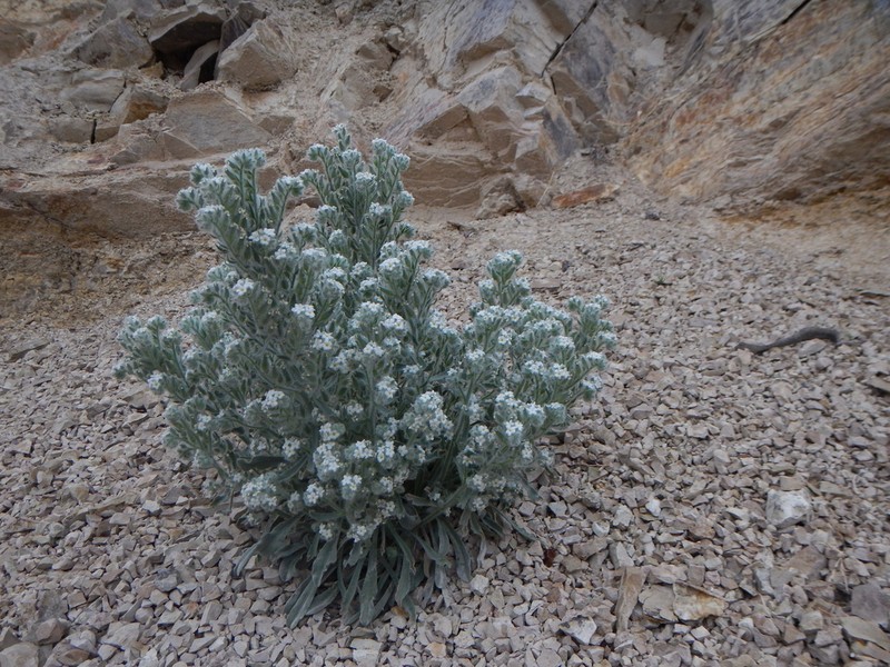 Virgin River Cryptantha