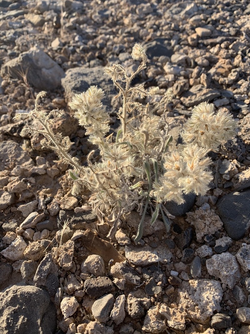 Virgin River Cryptantha photo 2