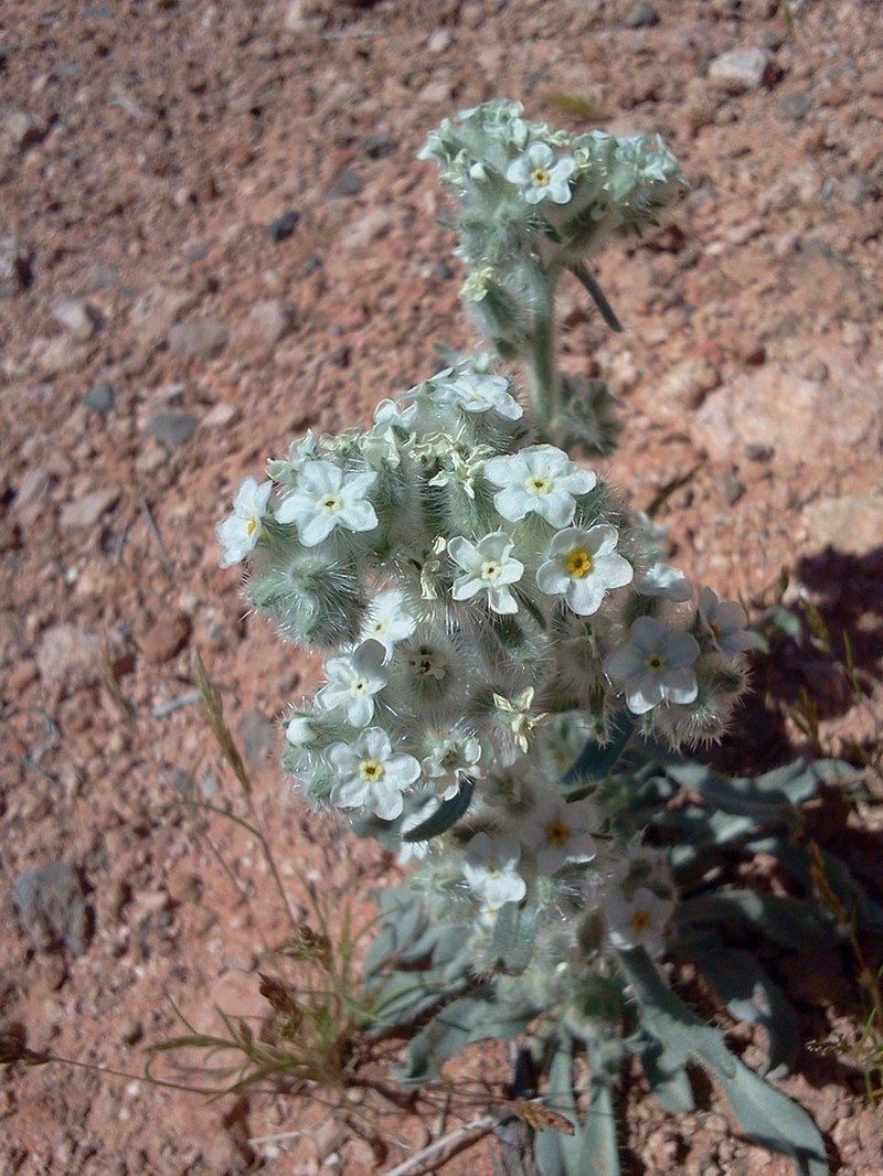 Virgin River Cryptantha photo 3
