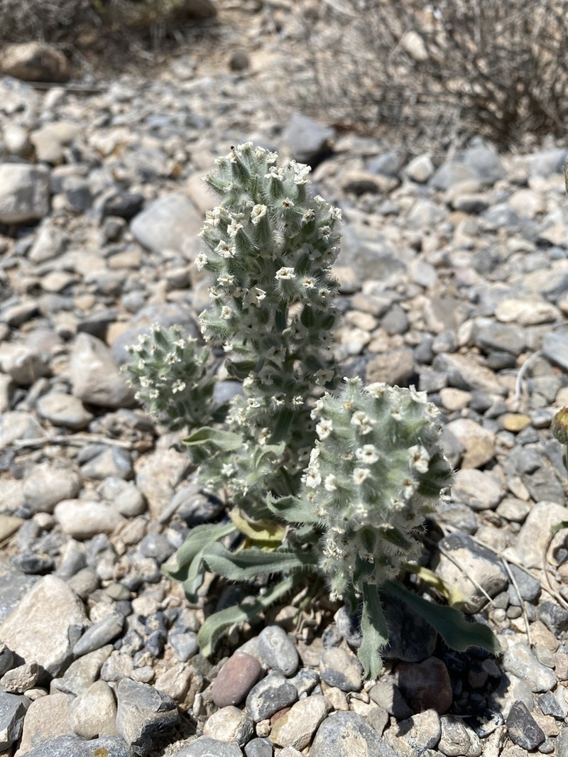 Virgin River Cryptantha photo 4