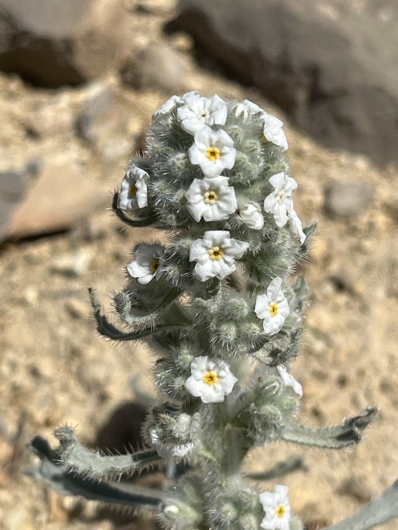 Virgin River Cryptantha photo 5