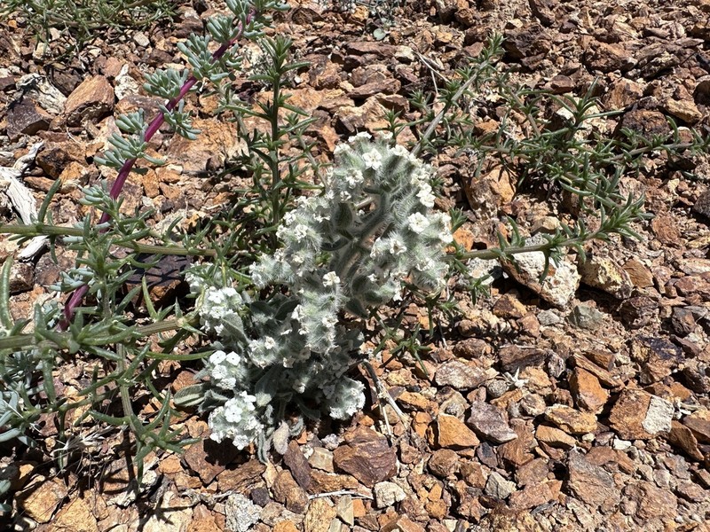 Virgin River Cryptantha photo 6