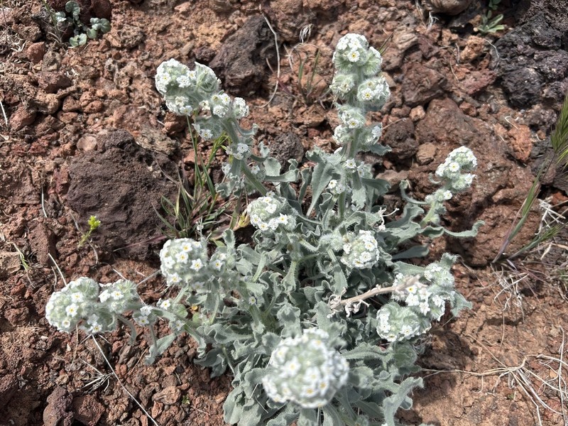 Virgin River Cryptantha photo 7