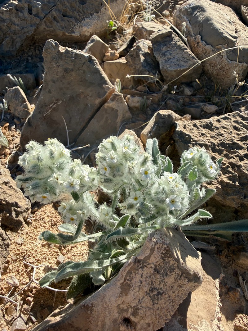 Virgin River Cryptantha photo 8
