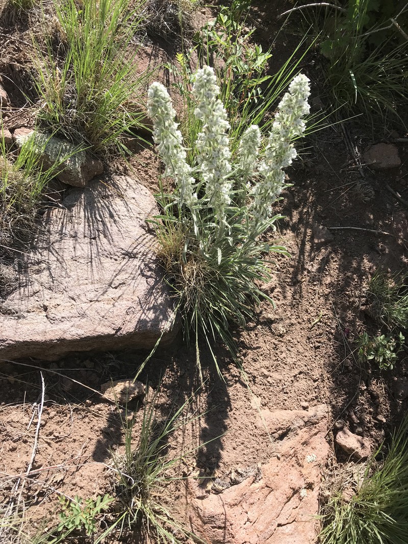 Weber's Cryptantha