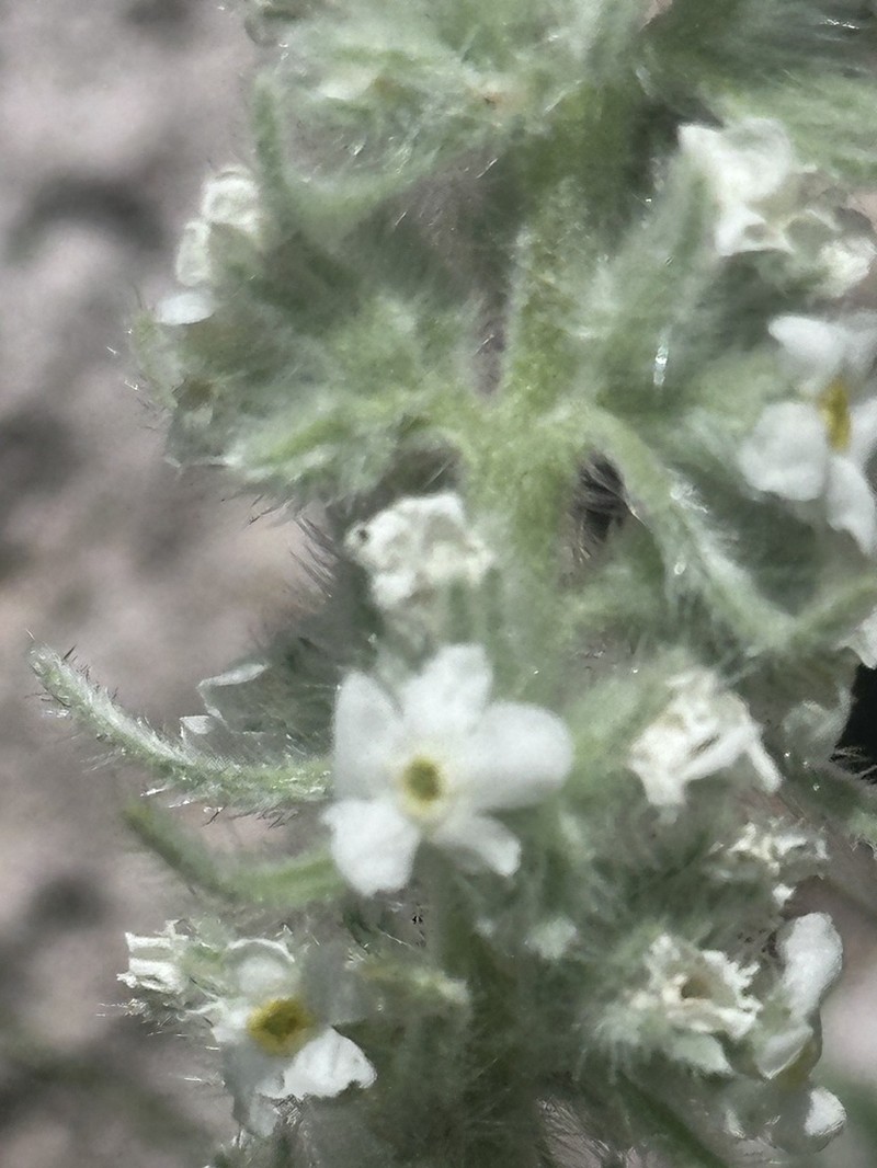 Weber's Cryptantha photo 3