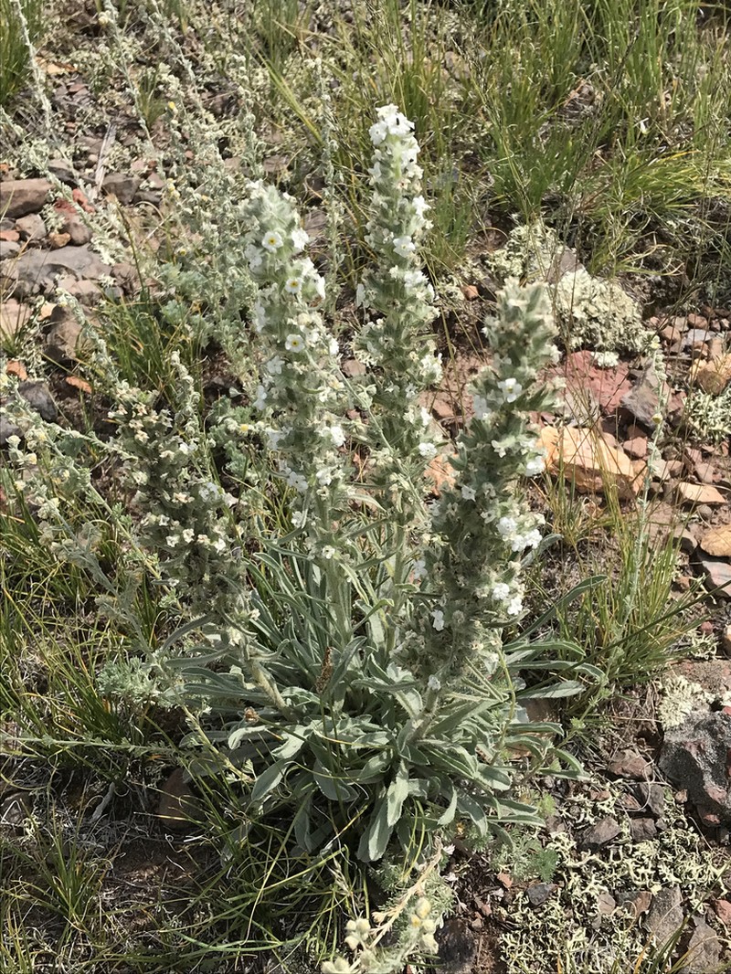 Weber's Cryptantha photo 4