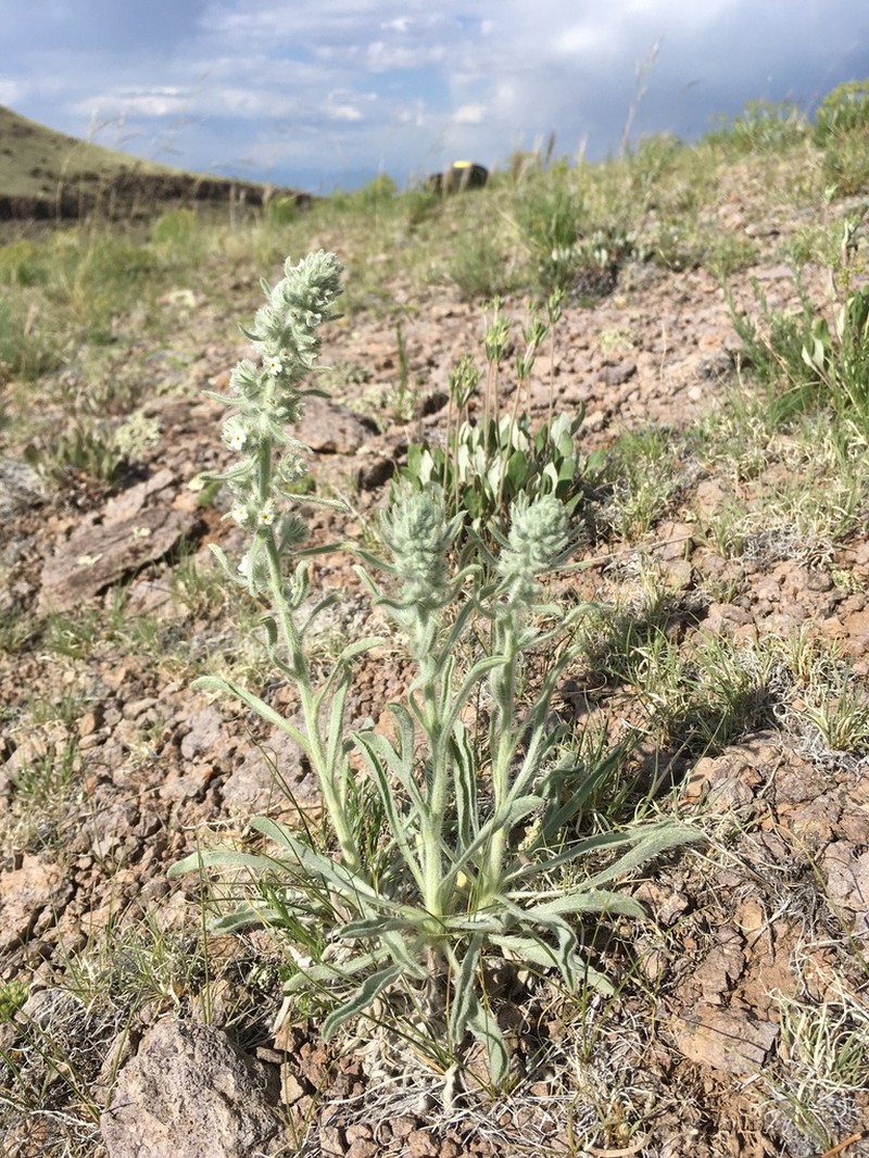 Weber's Cryptantha photo 5