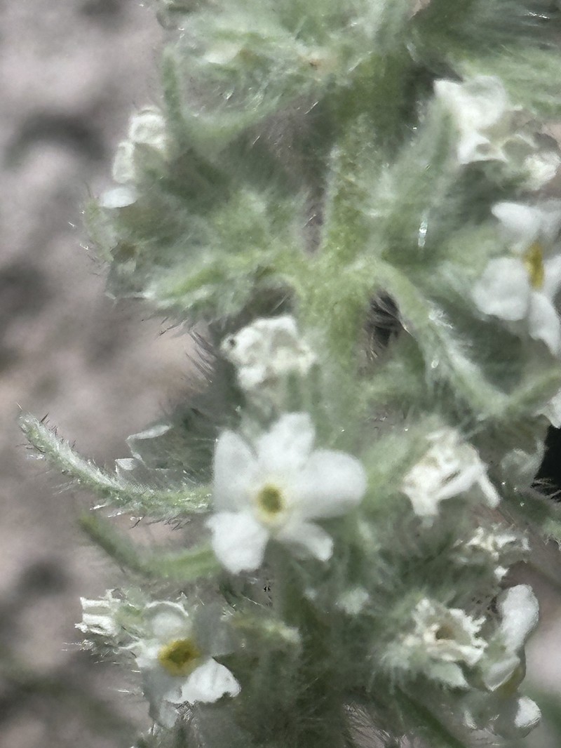 Weber's Cryptantha photo 6