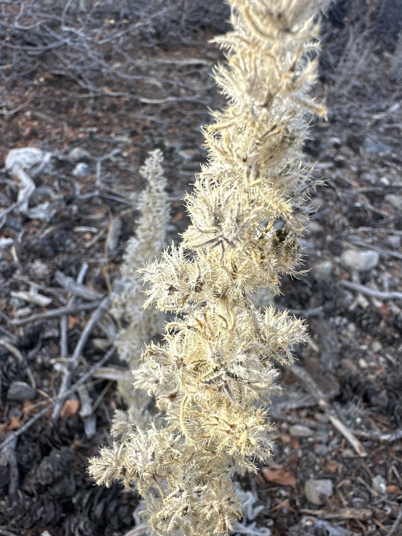 Weber's Cryptantha photo 7