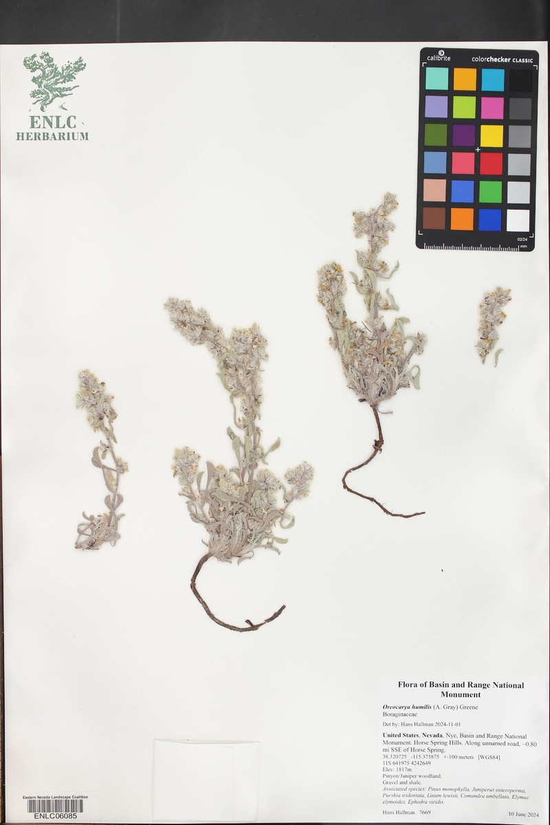 Welsh's Cryptantha