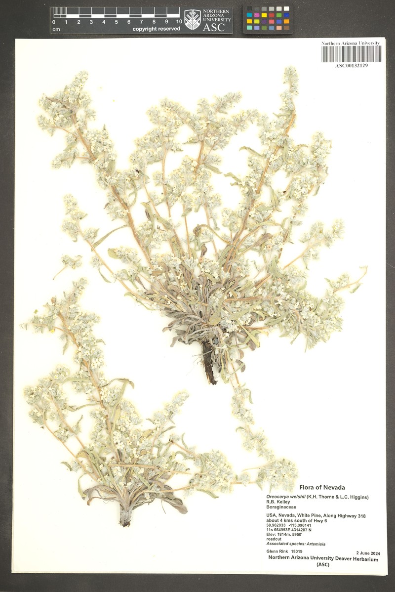 Welsh's Cryptantha photo 2