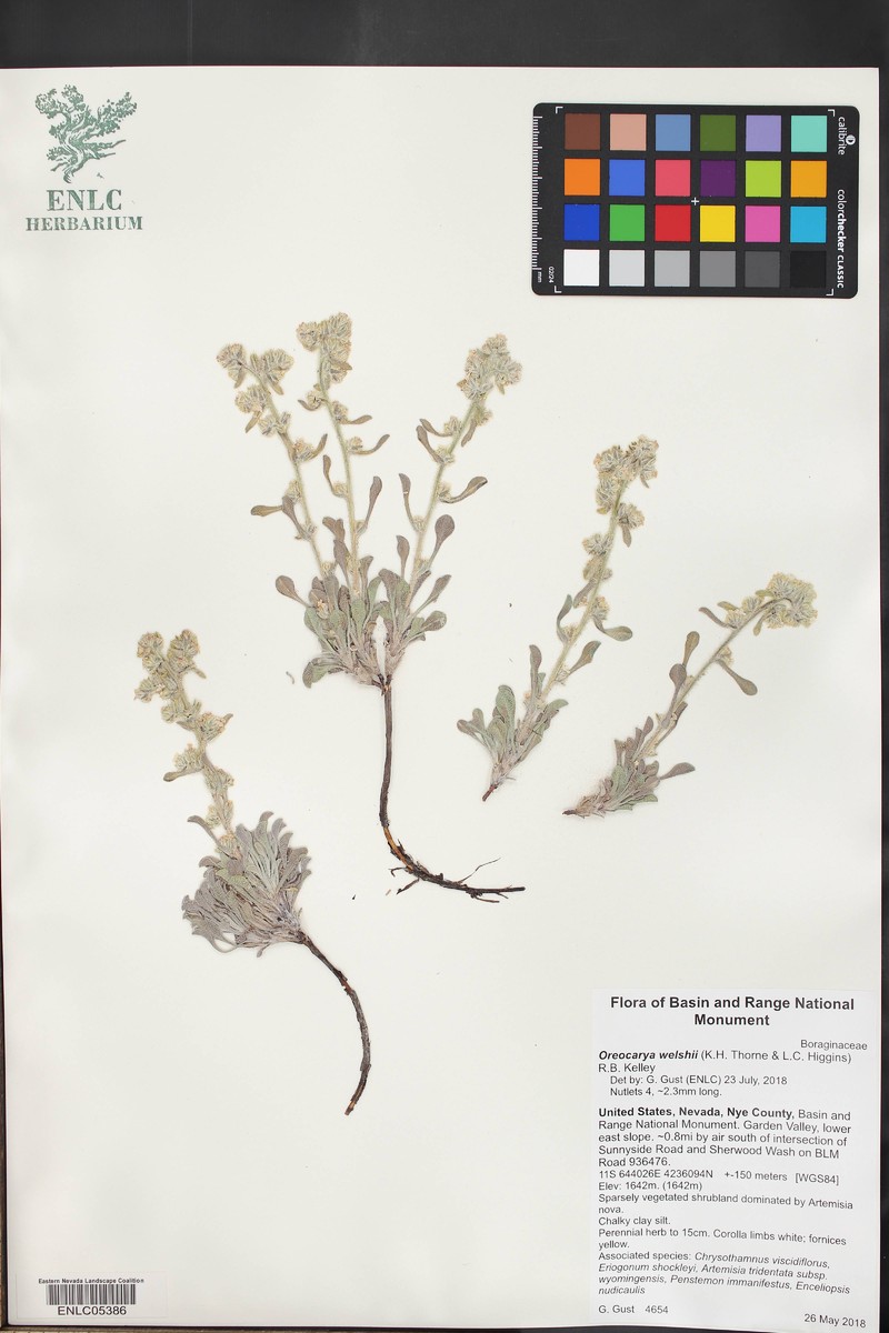 Welsh's Cryptantha photo 3