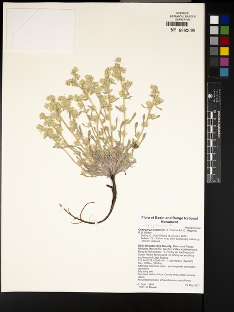 Welsh's Cryptantha photo 4