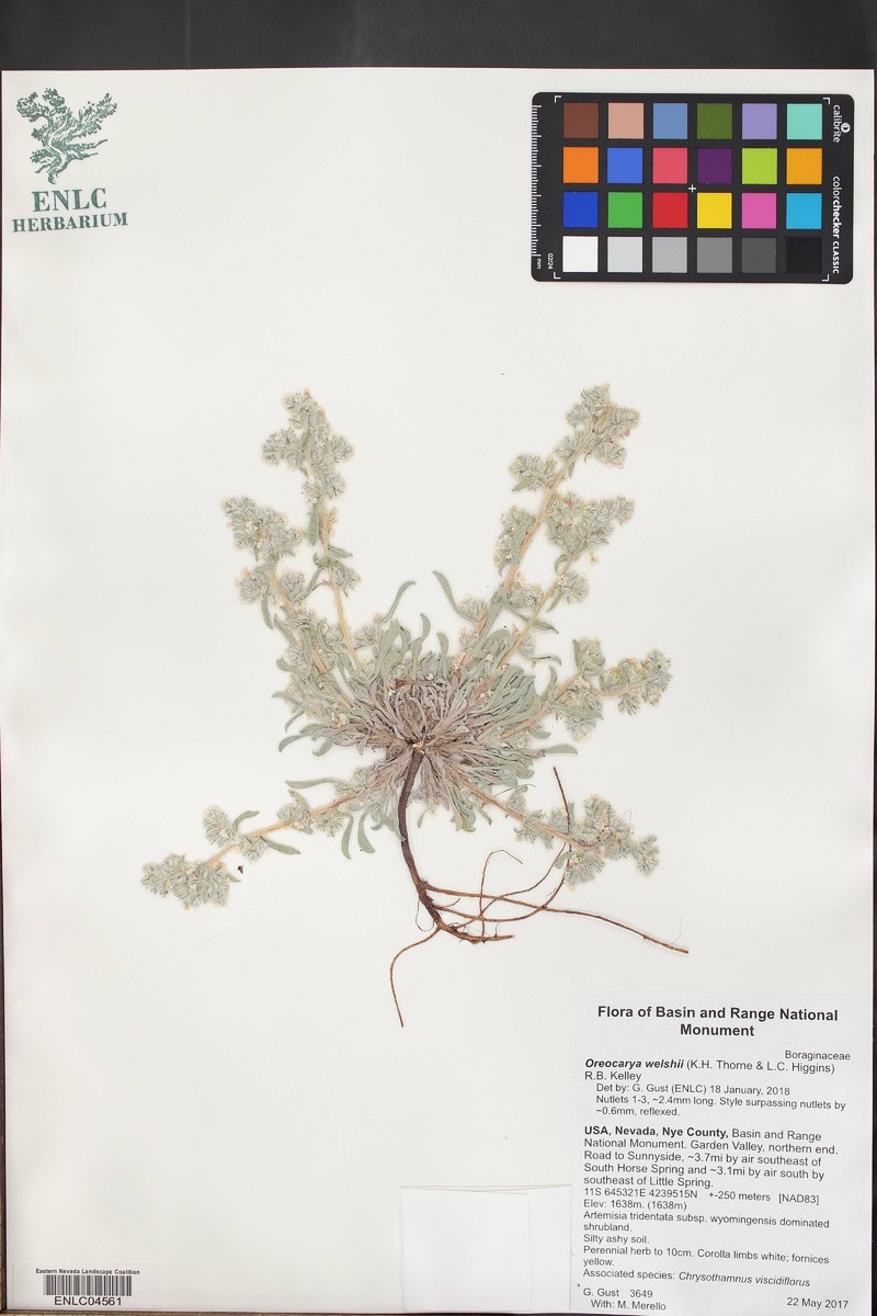 Welsh's Cryptantha photo 5