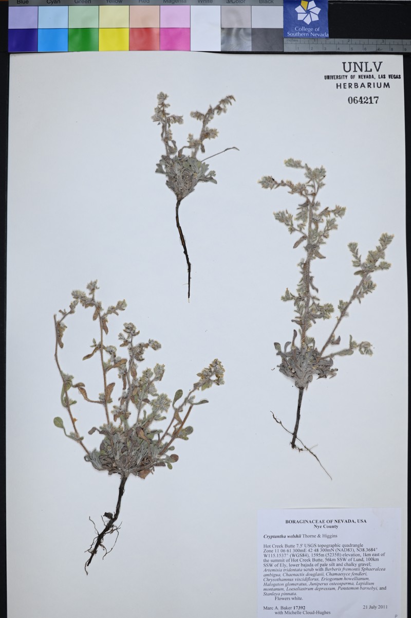 Welsh's Cryptantha photo 6