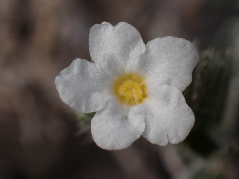 Wetherill's Cryptantha