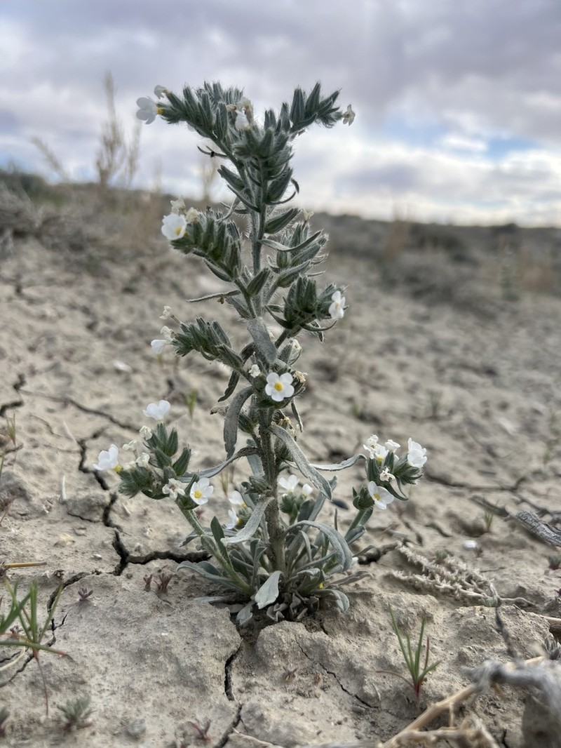 Wetherill's Cryptantha photo 2