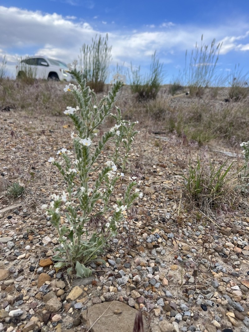 Wetherill's Cryptantha photo 3