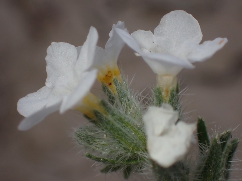Wetherill's Cryptantha photo 4