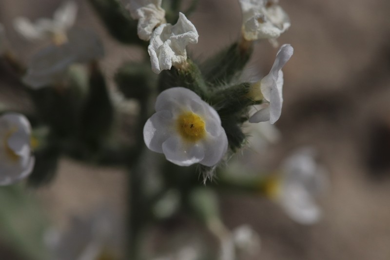 Wetherill's Cryptantha photo 5