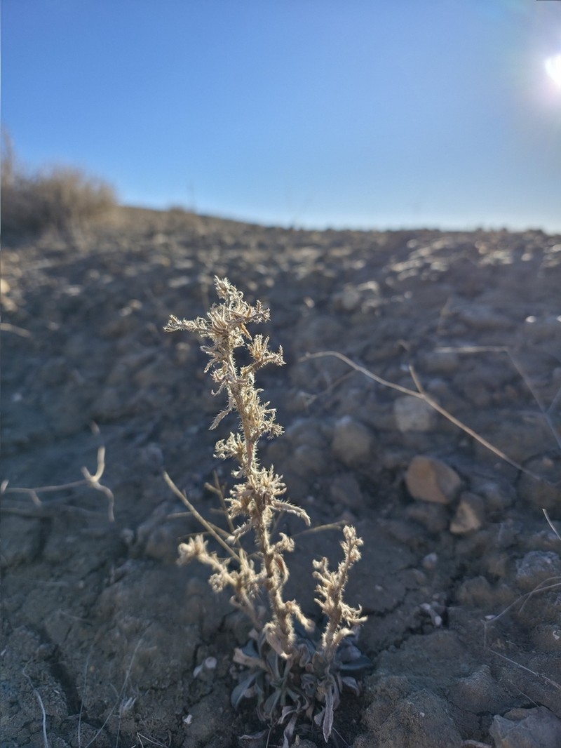 Wetherill's Cryptantha photo 6