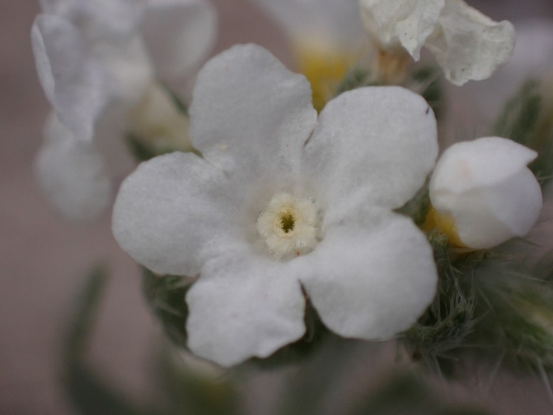 Wetherill's Cryptantha photo 7