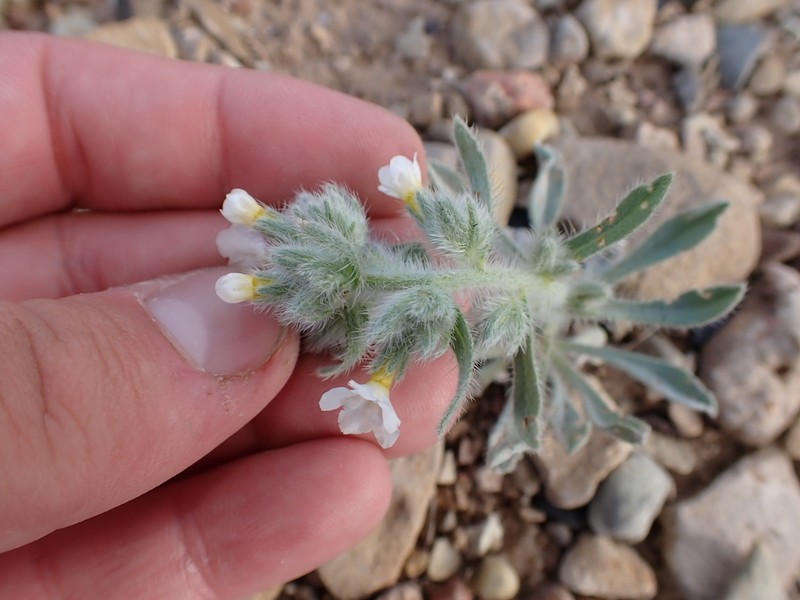 Wetherill's Cryptantha photo 8