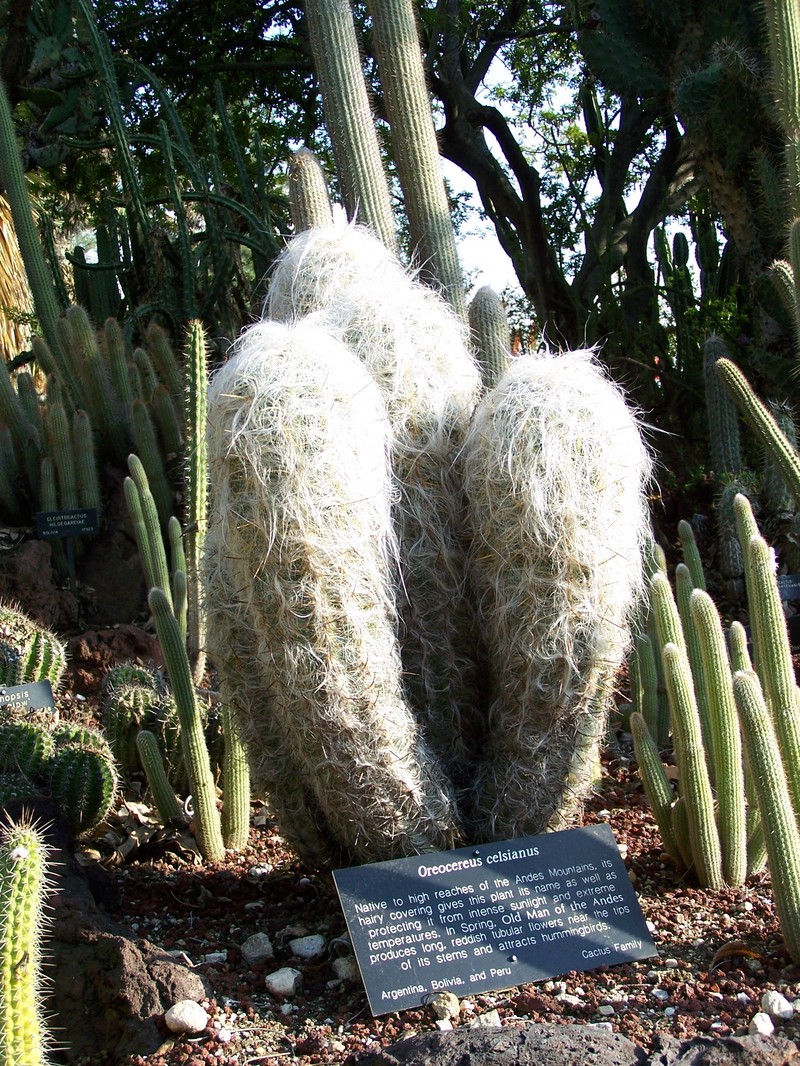 Oreocereus celsianus